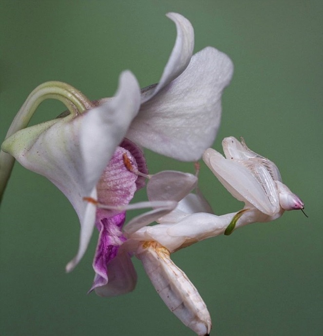 Hymenopus coronatus mantis orquidea 3