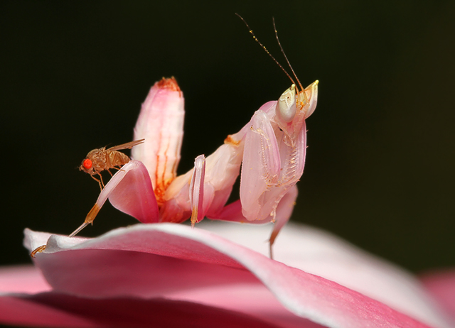 Mantis-orquídea