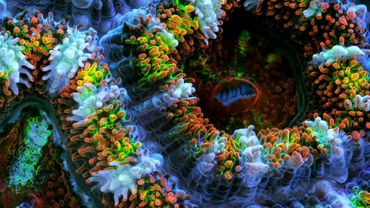 el movimiento de los corales 10