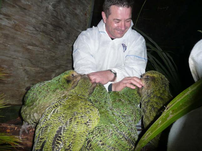 El-kakapo-un-curioso-loro-gigante-que-no-puede-volar-3